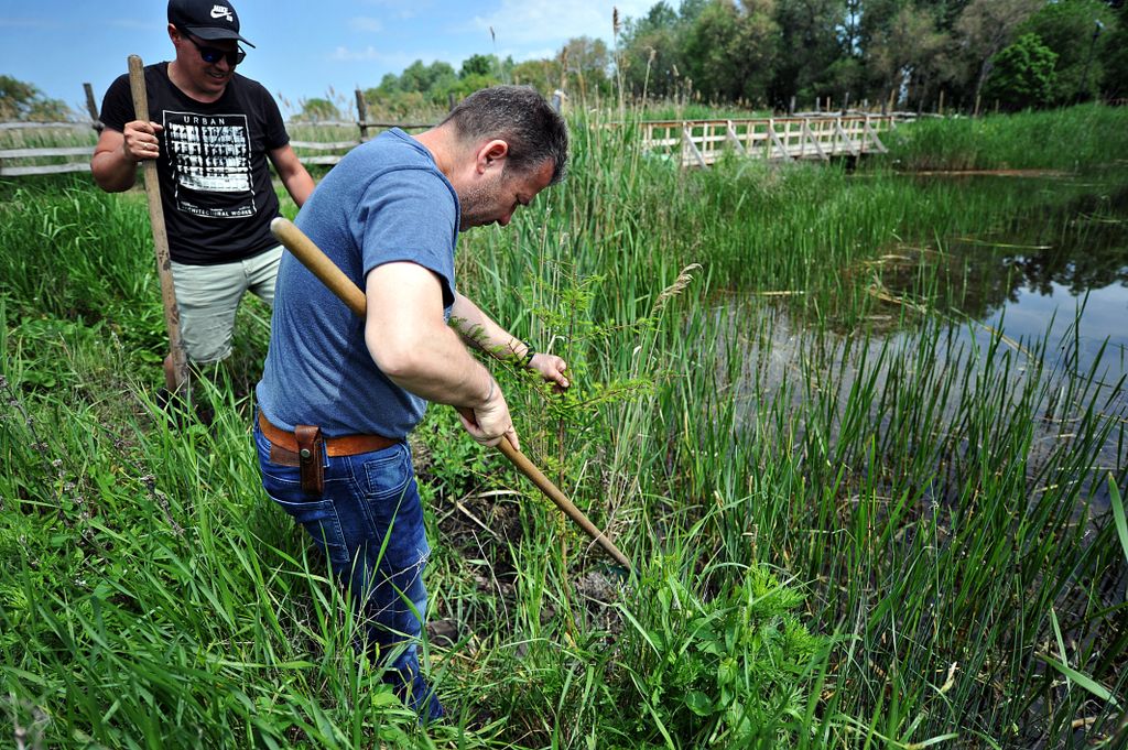 -mocsarciprus-csetenyi-park-kiskunhalas-zold-kozossegert-